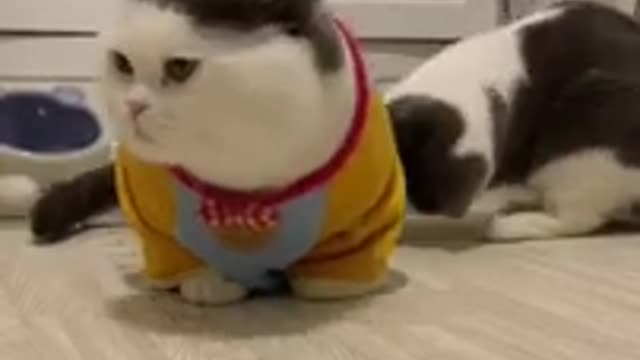 Cat_Funny cat videos