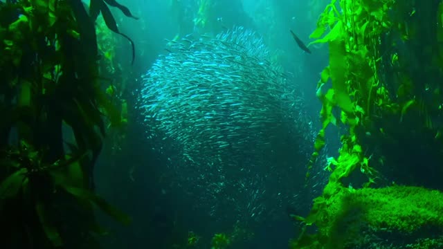 Beautiful view under the sea