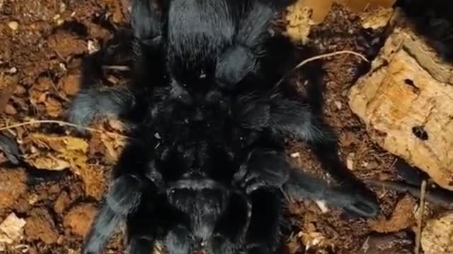 I always like little things, including spiders