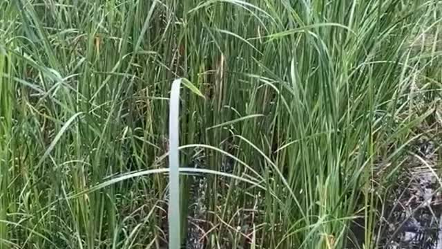 do you know what this is