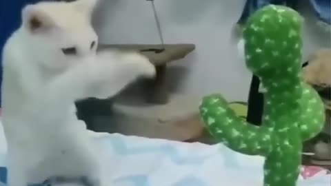 Funny animal video