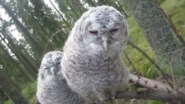 Funny Owl