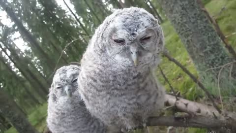 Funny Owl