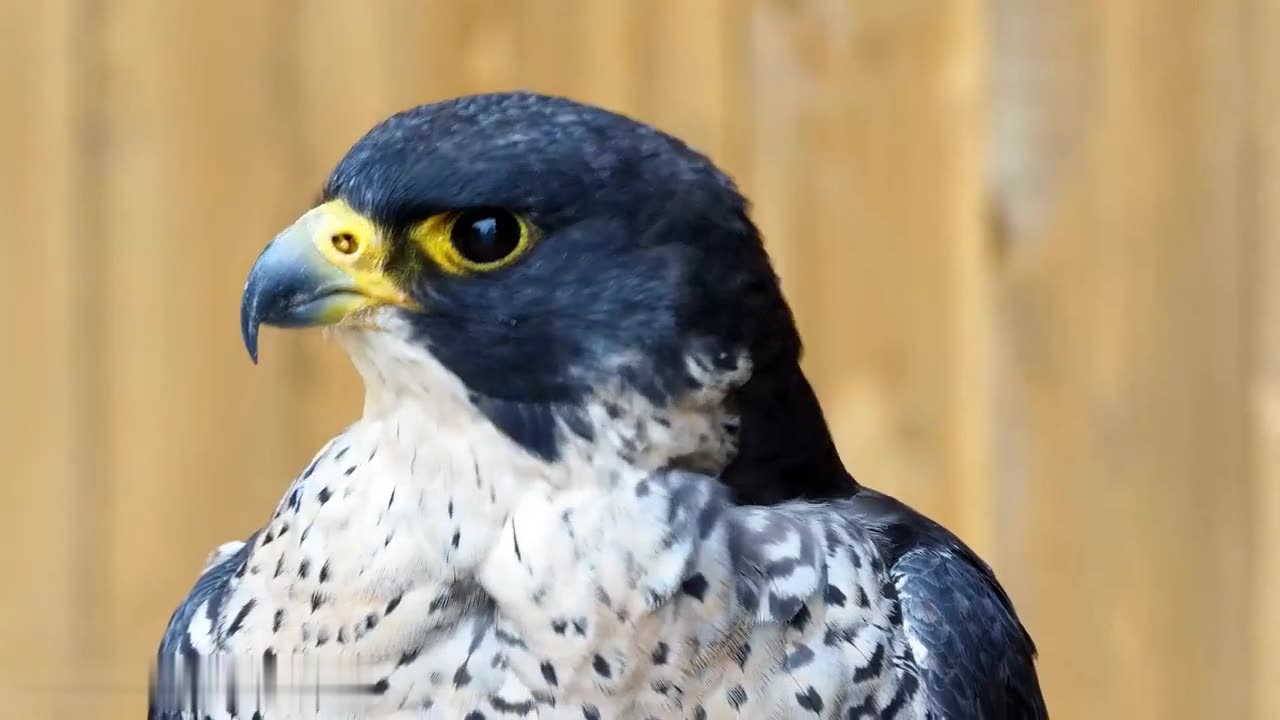 Familiar Animal Sounds: Meows, Quacks, Barks, Clucks, Oinks