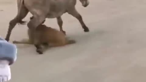 Horse and dog