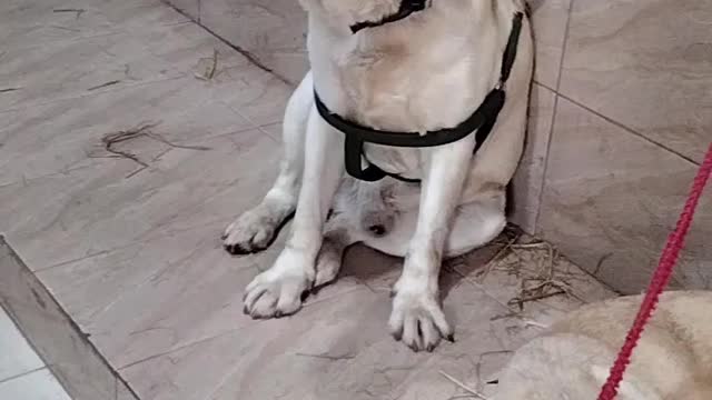Dog 🐕 Shorts Video By Kingdom of Awais