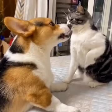 Dog vs cat wait for end🔥 #short #viral