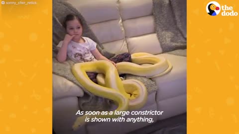 Little Girl Has Tea Parties With Her 16-Foot Python | The Dodo