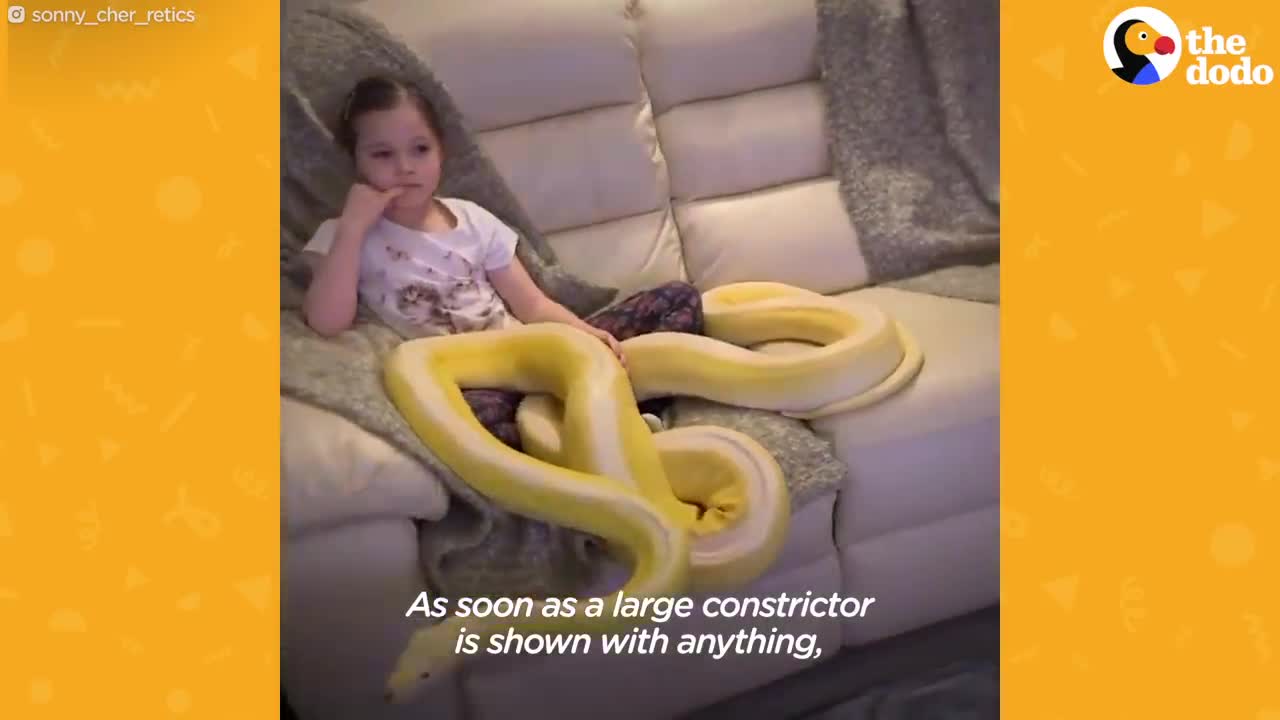 Little Girl Has Tea Parties With Her 16-Foot Python | The Dodo