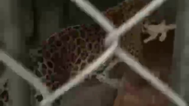 Leopards in captivity have lost their swaggering ways