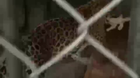 Leopards in captivity have lost their swaggering ways