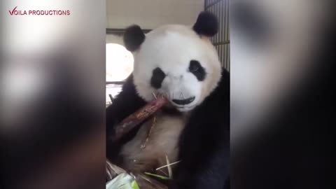 Awesome Panda Eating Bamboo