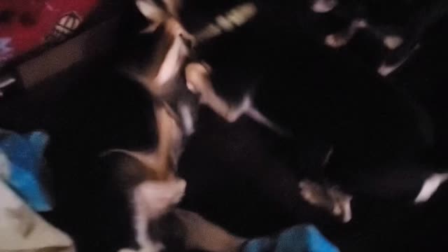 Crazi Chihuahuas just having fun