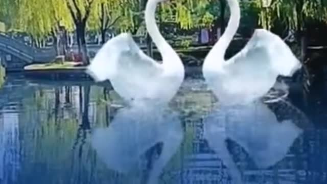 Two big white swans were dancing.