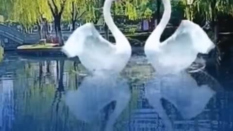 Two big white swans were dancing.