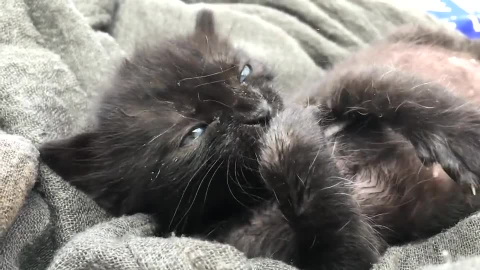 Kitty playing!! It is funny
