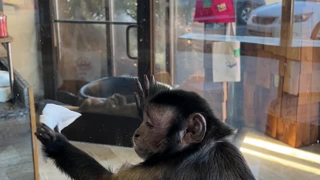 Capuchin Monkey Enjoys Cleaning Windows