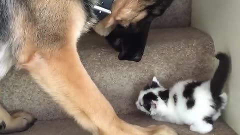 Helpful Pup Carries Foster Kittens Upstairs.mp4