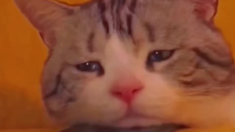 The cat is lovelorn