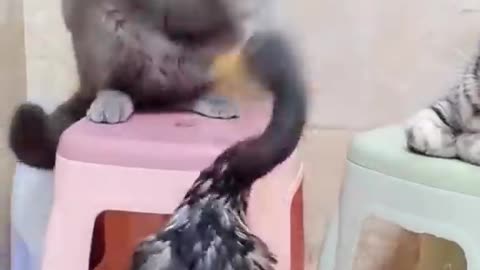 Cats fighting 🦆
