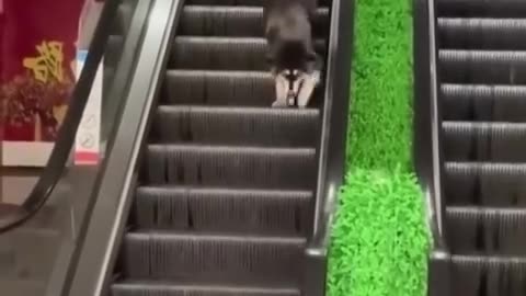 Funny cat & dog@@@@@ Animal funny video...