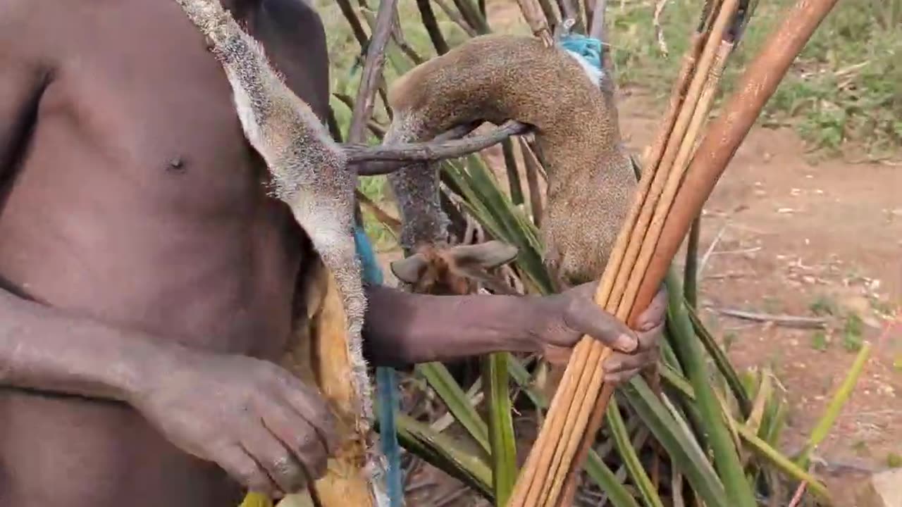 It's Hadzabe hunt's tribe morn successful Hunt Dik-dik #bushmen #traditional #culture