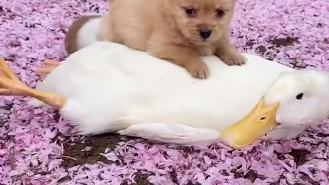 Animals SOO Cute! Cute baby animals Videos Compilation cute moment of the animals | Cutepetoroz