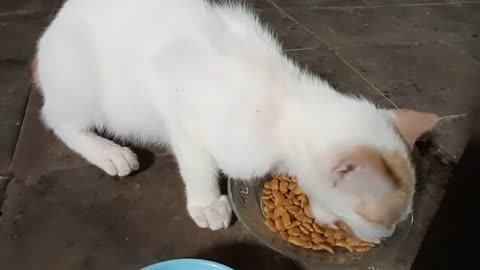 the cat breakfast