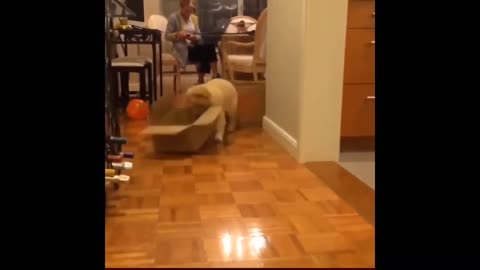 Funny, Animals, Funniest Animals, Funny Videos