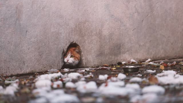 An orange cat peeps at you from its hole