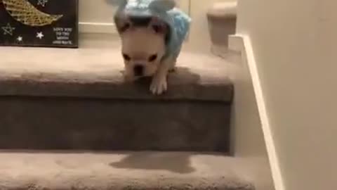 FUNNY DOG VIDEO
