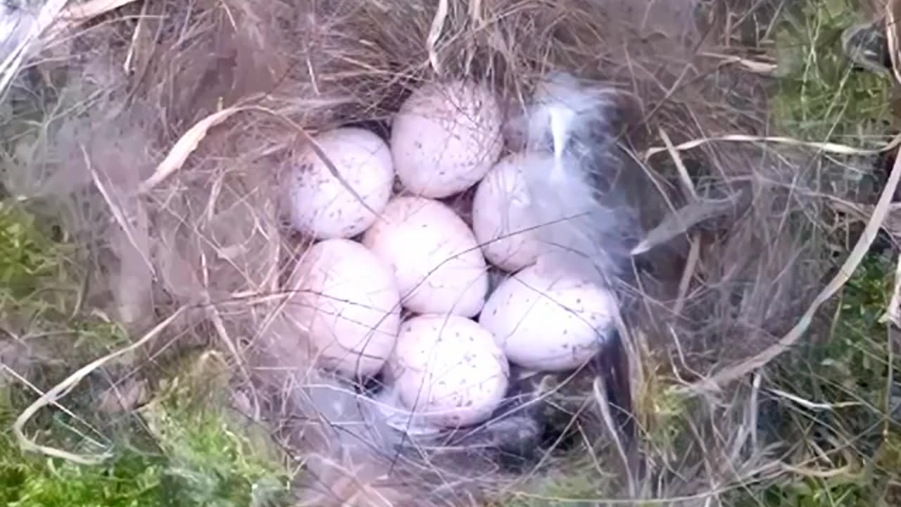 #nest #birds complete story from building the nest to hatch eggs and fledging