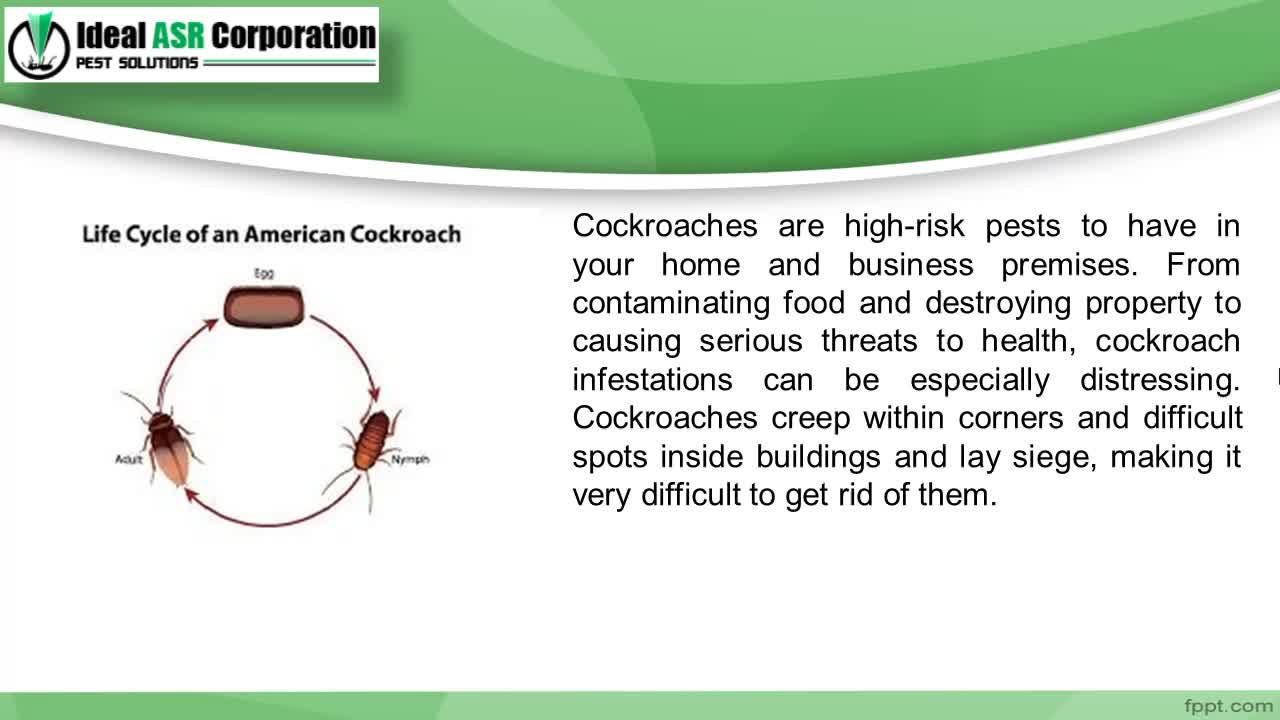 Best Cockroaches Control Service in Indore 2025 – Ideal ASR
