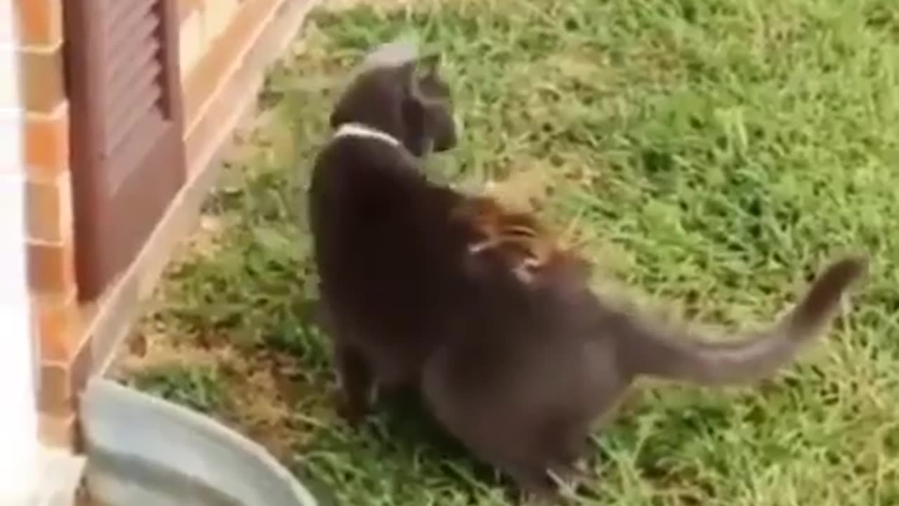 "Cat vs. Squirrel: The Hilarious Game Showdown!"