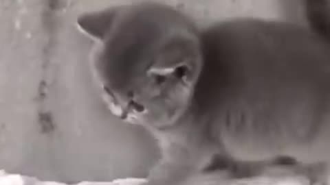 cat funy video