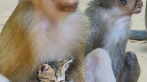 Best action today! Monkey lyza try to comfort little kitten