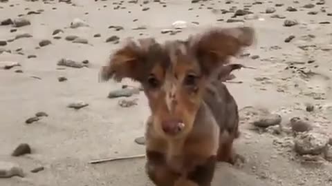 Take him to the beach to play