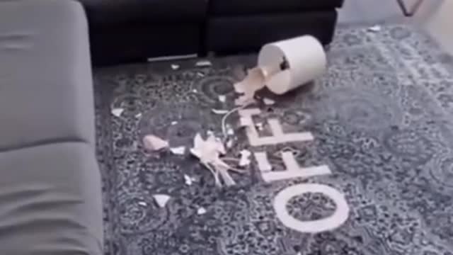 Dog throws lamp, funny sketch