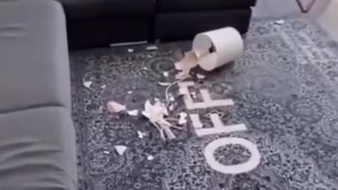 Dog throws lamp, funny sketch