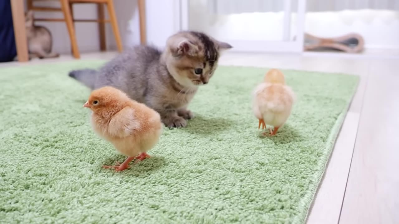 Kitten Kiki greets a tiny chicks for the first time