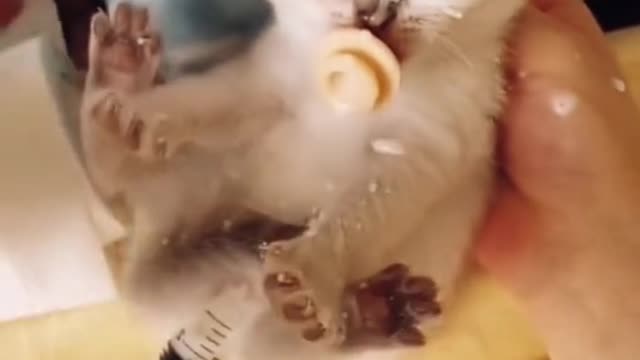 Baby cat drink milk