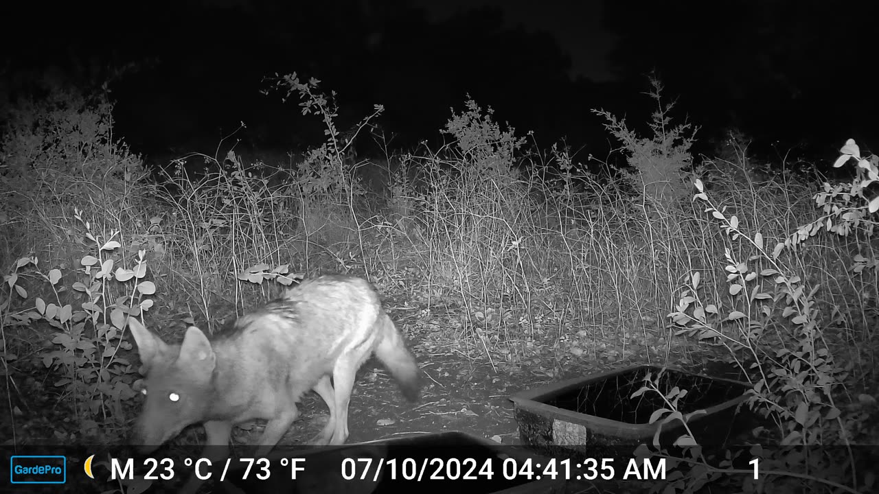 Coyote Play-Attacks Another Coyote