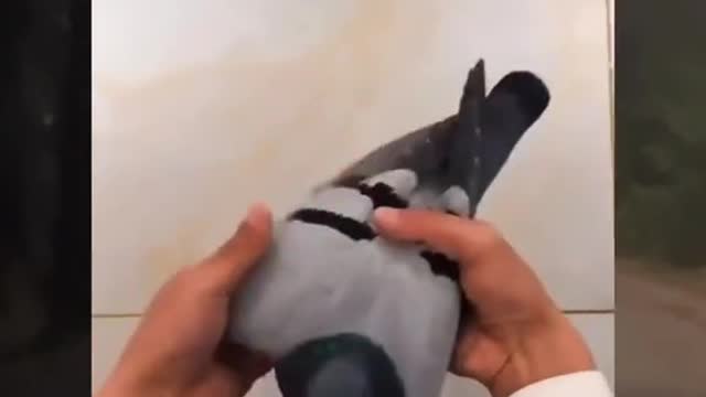 Shining UV light on a pigeon