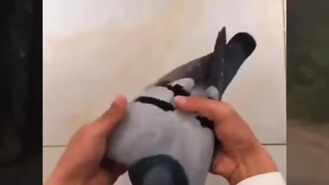 Shining UV light on a pigeon