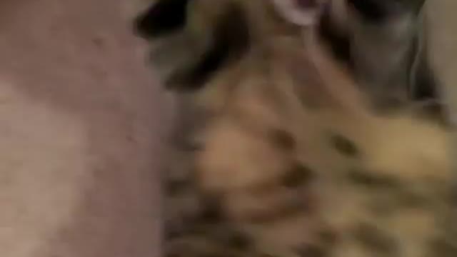 The cat craze
