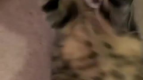 The cat craze