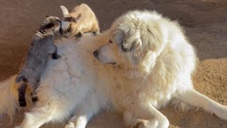 Guard Dog is Very Gentle with Baby Goats