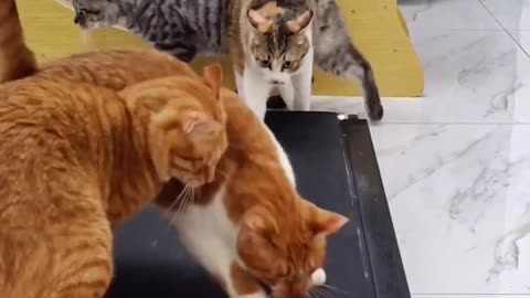 Funny cats having a nice time😂😂