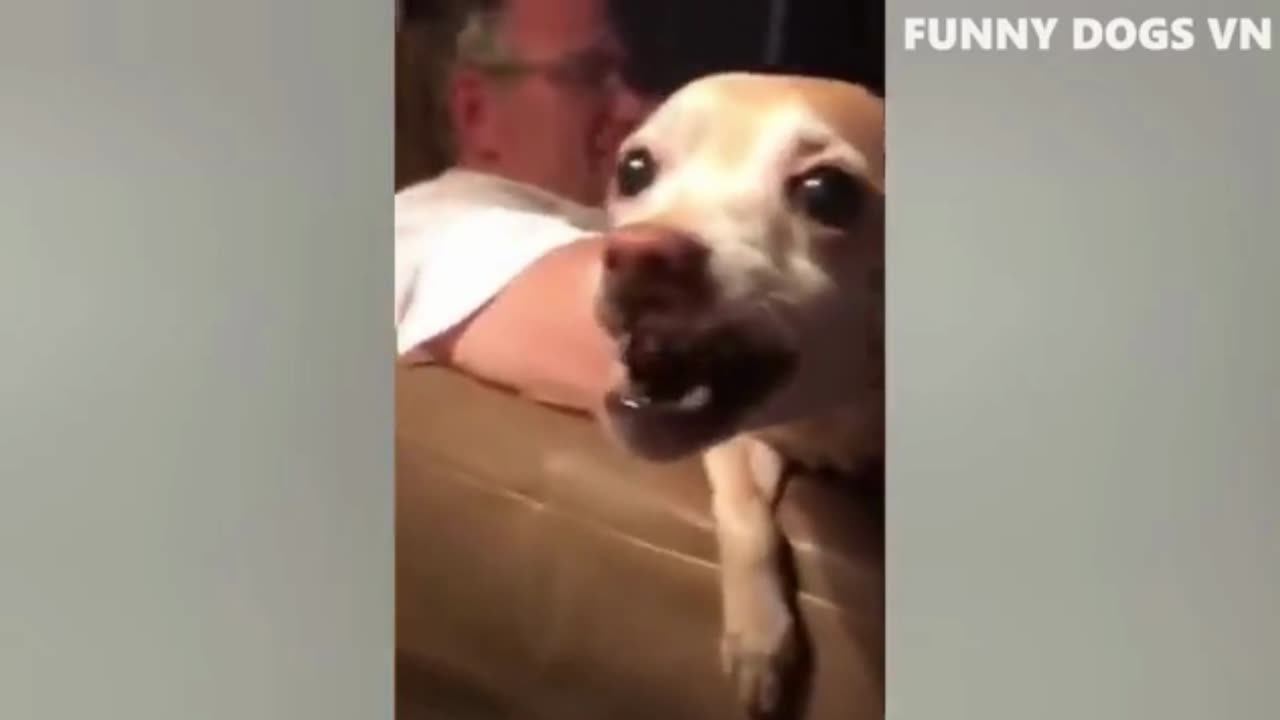 Funny Dogs And Cats | Try Not To Laugh | Funny Pets.