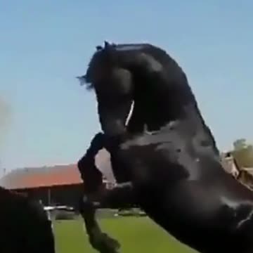 Beauty Of Nature | Black Horses